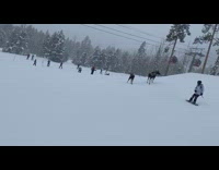 Two Moose Cross Ski Lift and Almost Get Hit 