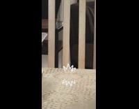 White kitten cat taps table wood chair