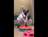 Cat in purple jacket playing with feather toy 