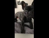 Black dog growls closes macbook laptop bed 