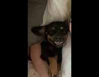 Dog lay on bed beside owner smiles