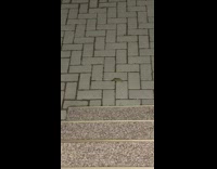 Frog grabs cigarette dropped on floor 