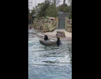 Seal push another seal off a rock