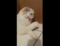 Brown cat wears heart glasses 