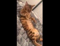 Cat offended at hooman laughing while grooming paws 