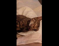 Collab PLC - Tabby kitten licks paw then rubs head