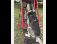 Husky dog climbs ladder gets ball park