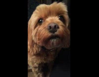 Pet dog massaged and rubbed on the chest