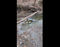 Cool ice circles floats around the creek