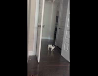 Collab Clips MPUGC - Blind dog able to reach hoomans office