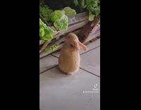 Small brown bunny eating vegetable in grocery store 