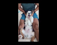 Guy pets australian shepherd dog blue shorts 