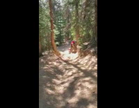 Guy rides red atv up tree trunk 