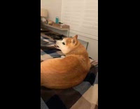 Guy wake up brown dog gets angry