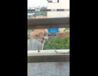 Pigeon tries to fly at balcony glass railing