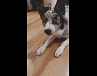 Girl asks grey dog can you smile