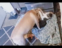 Cat slaps the dog softly and leaves