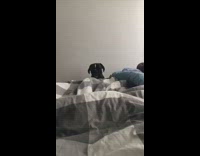 Small black white dog whines by bed