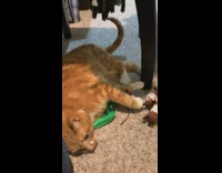 Orange cat lays on floor with toys
