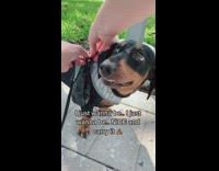 Girl ties poop bag onto dog harness 