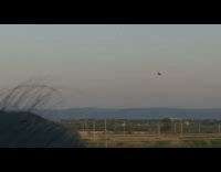 Bird fly same place with strong wind