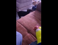 Small dog try to climb up sofa