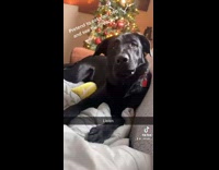 Collab BitchMP - Girl pretends to eat her dog 