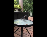 Bird slowly takes peanut on the glass table and fled