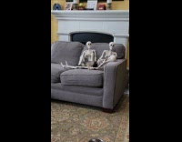 Curious ferret smells skeleton display on couch
