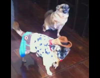 Brown black dog toy story woody costume 