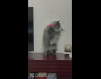 I was busy thinking about cats 