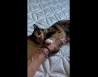 Woman tickle cat on chest grab her hand