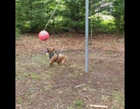 Brown dog plays tetherball with red ball