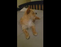 Upset dog wants to go outside ignores owner 