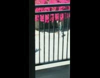 Green sweater guy pink tree parking lot 