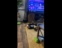 Two dogs lie down bites each other