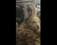 Cat licks its own shoulder sharp eyes