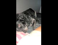 Dog barks at hooman asking for pets 