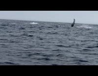 Three whales stick tails out ocean water