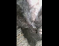 Black cat sit rug lick clean paw