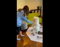 Dog gets pup cup for birthday