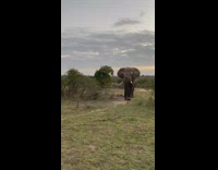 Elephant Approaches and Charges on Tourist Submitter