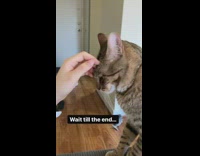 Cat meows and bites hand 