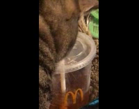 Cat licks woman cup of sweet tea