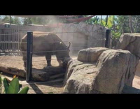 Ball of the Rhino get out of its reach