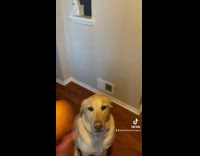 Dexter the dog balances egg on nose