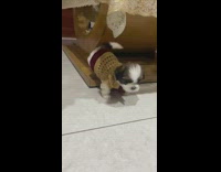 Puppy dog brown red crochet knit sweater