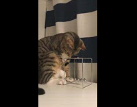 Cat swing play with newtons cradle toy