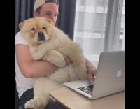 Guy holds fluffy dog work on laptop