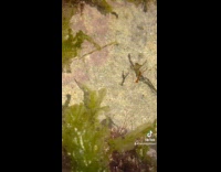 Collab Clips MPUGC - Baby lobster released in the wild 